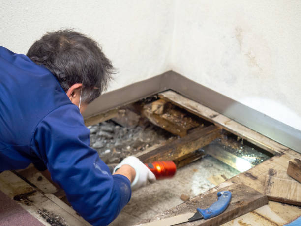 Crawl Space Mold Removal in North Springfield, VA