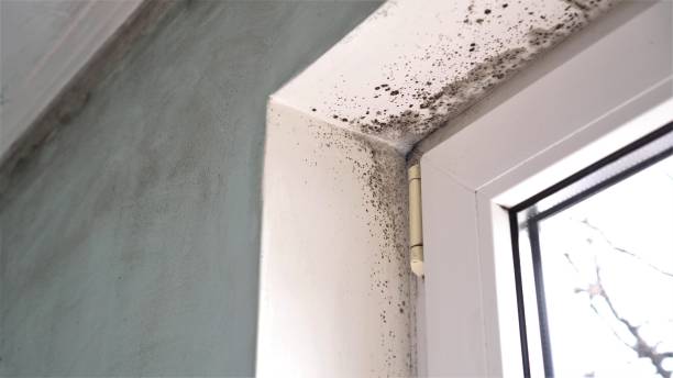 Best Commercial Mold Removal  in North Springfield, VA