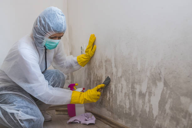 Best Black Mold Removal  in North Springfield, VA