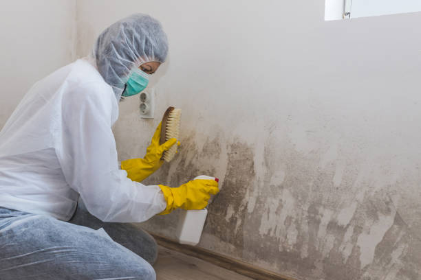 Certified Mold Removal in North Springfield, VA