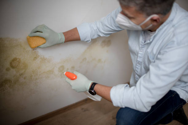 Best Attic Mold Removal  in North Springfield, VA