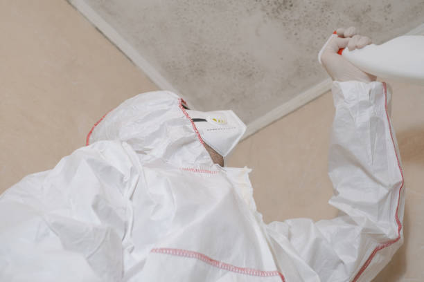 Best Office Mold Removal Services  in North Springfield, VA