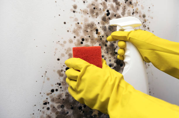 Best Home Mold Removal  in North Springfield, VA