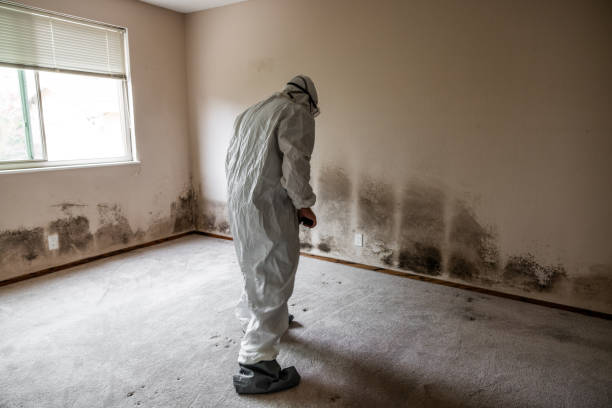 Best Mold Removal Company Near Me  in North Springfield, VA