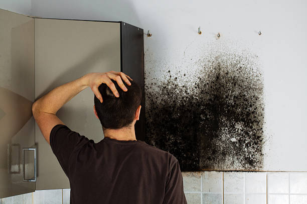 Best Mold Remediation  in North Springfield, VA
