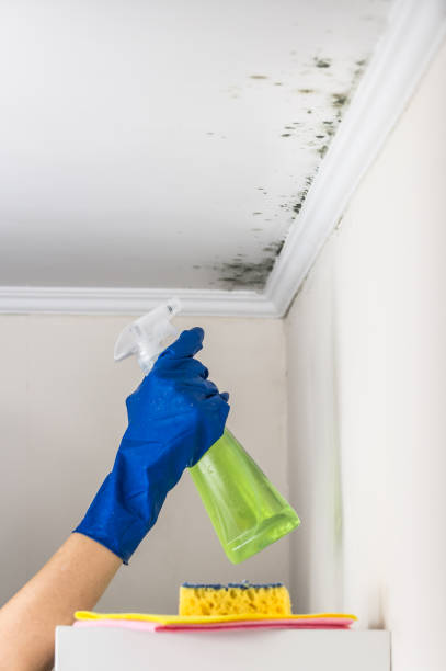 Best Mold Removal Specialists  in North Springfield, VA