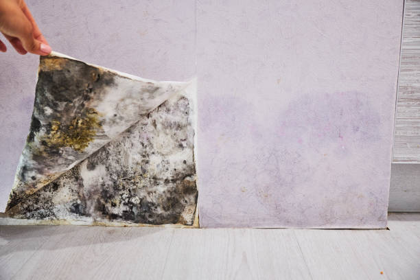 Trusted North Springfield, VA Mold Removal Experts